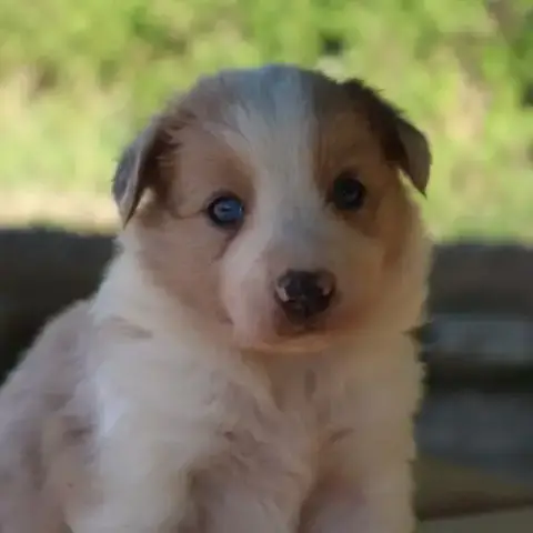 Border Collie Non Lof