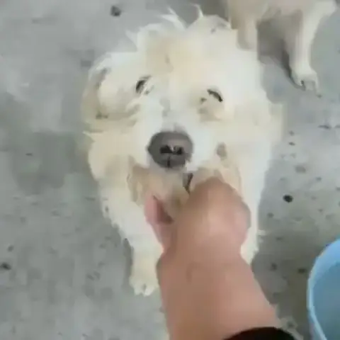 Lucky Sauvé, À Adopter En Urgence