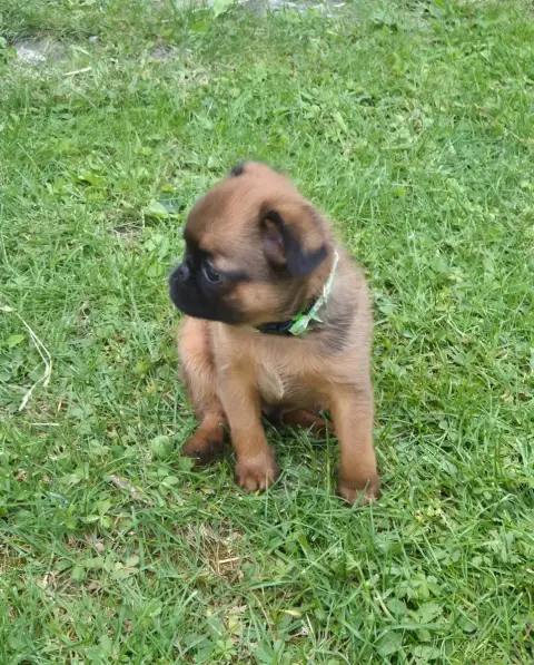 Petit Brabançon  Chiot photo 3