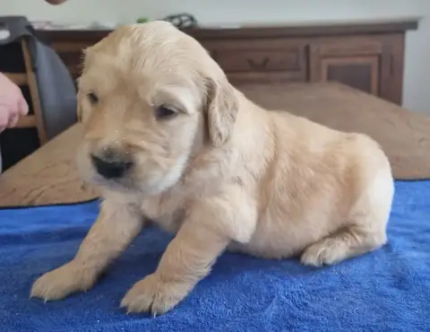 Golden Retriever  Chiot N°2 Des Hirondelles Du Voyage 3ed9c photo 2
