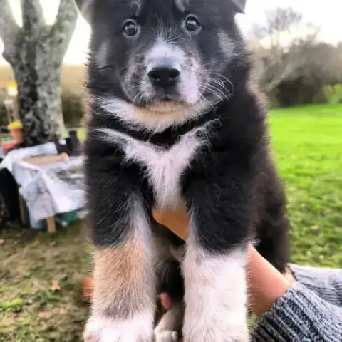 Chiot