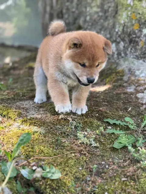 Shiba  Collier Gris - photo 3