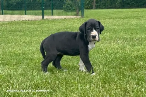 Dogue Allemand  Baghera Du Clos Du Bonheur photo 2
