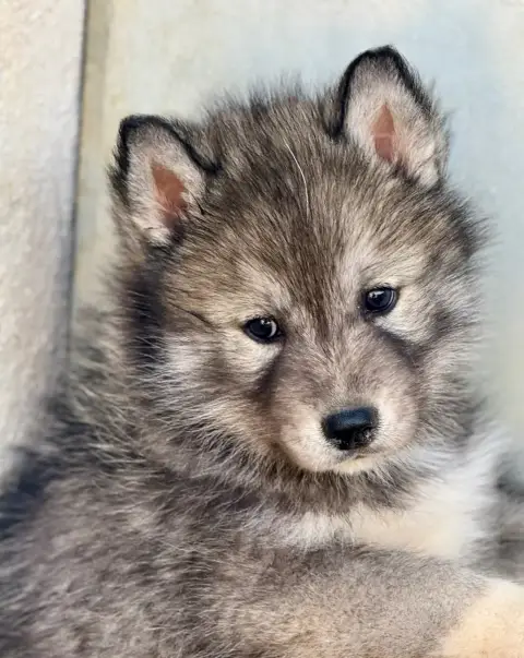 Siberian Husky  Chiot N°4 De Romane De La Fardelle