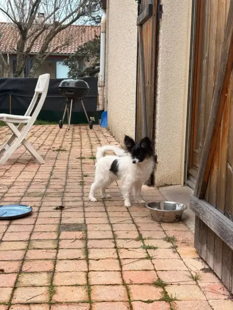 Epagneul Nain Continental (Papillon)  Astro Les Ailes 88d54