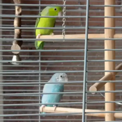 2 Touis Célestes