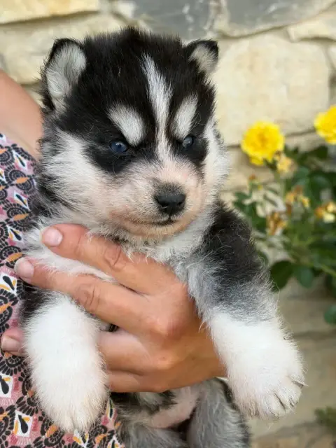 Siberian Husky  Chiot N°3 De La Tendre Puissance