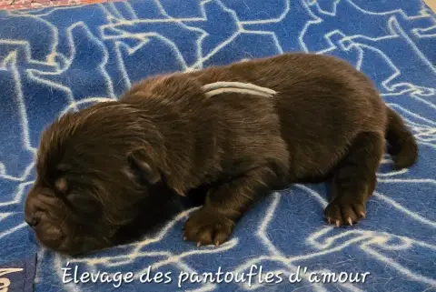 Chow Chow  B........ Des Pantoufles D'Amour