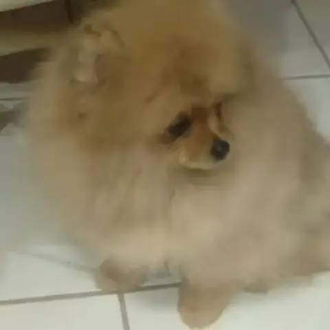 Magnifique Chiot