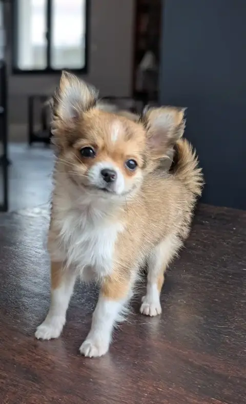 Chihuahua  Al Capone Ladi Lafé
