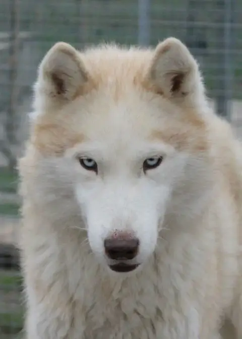 Siberian Husky  Alaya Du Mont Beloukha photo 2
