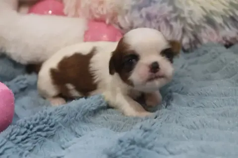 Shih Tzu  Belette De La Ferme Des Mottes photo 2