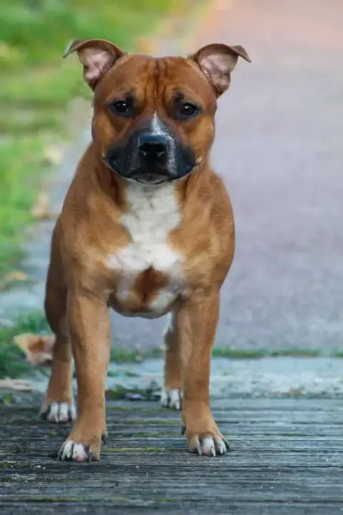 Staffordshire Bull Terrier  Chiot N°1 Du Temple Des G 24caa photo 2