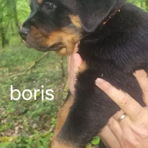 Chiots Rottweiler Lof