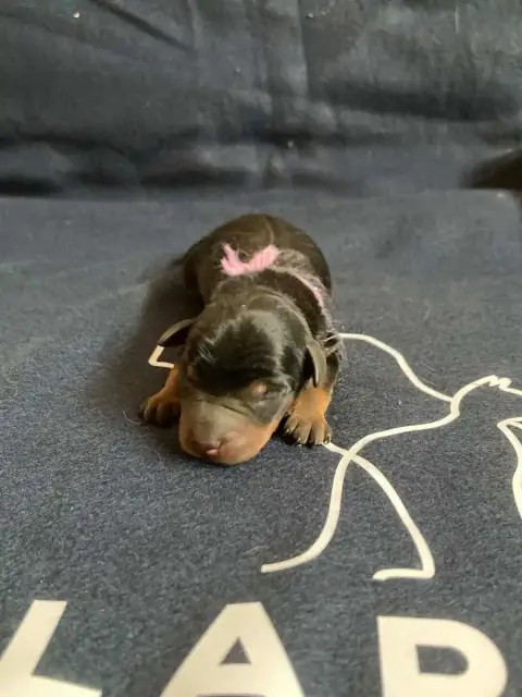 Pinscher Nain  Chiot N°4 Collier Violet Du Hameau Des 0e9bf