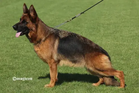 Berger Allemand  Poil Long Des Trois Lieux photo 3