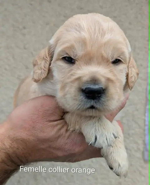 Golden Retriever photo 3