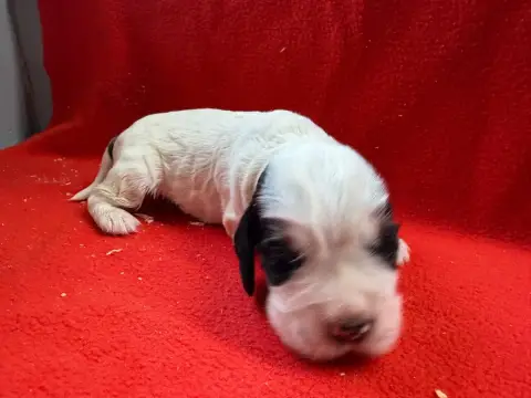 Cocker Spaniel Anglais  Chiot N°1 Du Moulin De Madjur 64455