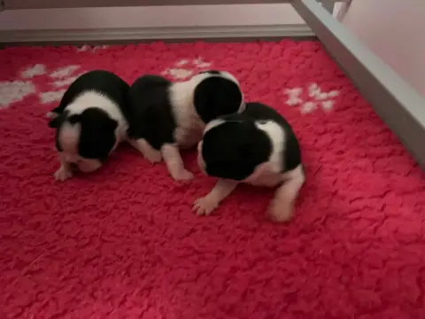 Boston Terrier photo 3
