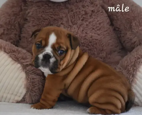 Bulldog Anglais