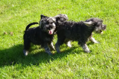 Schnauzer Miniature  Berlioz A L'Ouest Des Prés De L' e3b07 photo 3