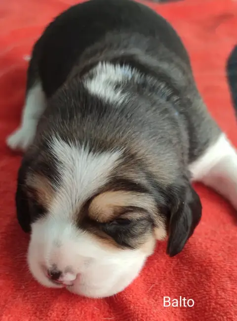 Beagle  Balto Du Domaine Des Versannes