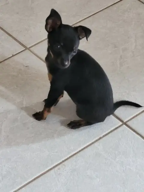 Russkiy Toy (Petit Chien Russe)  Baguerra De La Capro 2ca62