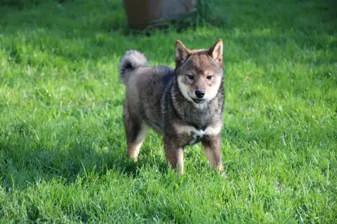 Shiba  Chiot 3 Des Legendes Du Triskel