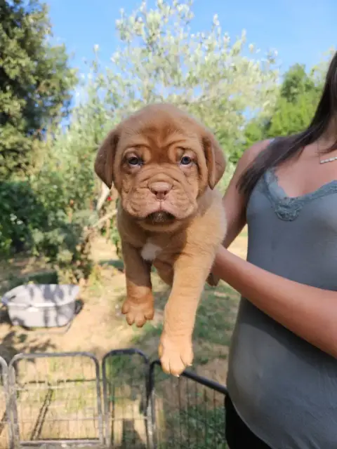 Adopter Dogue De Bordeaux 
                        Collier Or afbbd