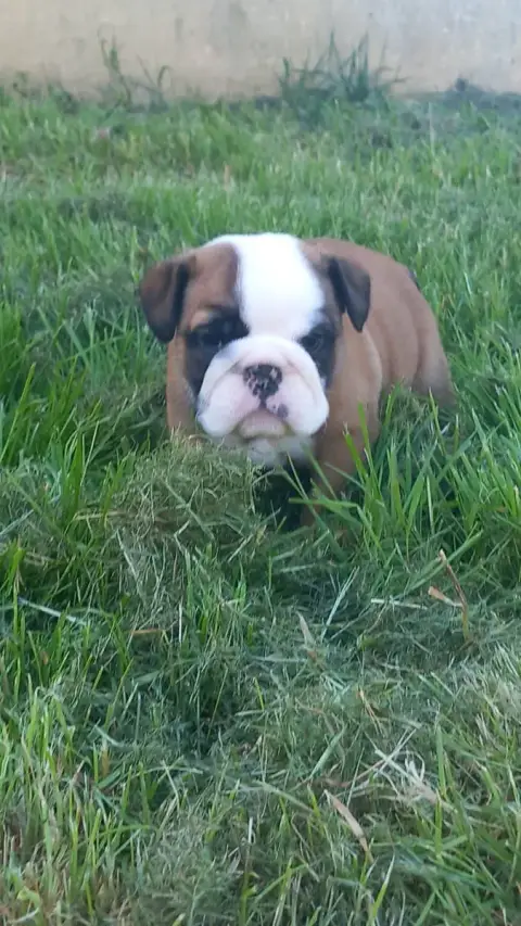 Bulldog Anglais  Chiot N°6 Stocky Family