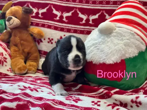 Siberian Husky  Brooklyn Mahigan