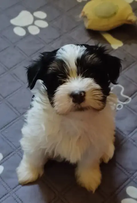 Bichon Havanais  Chiot N°7 Maniri
