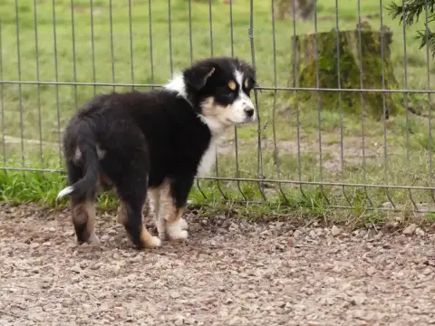 Berger Australien  Chiot 4 Des Rêves Du Berger photo 2