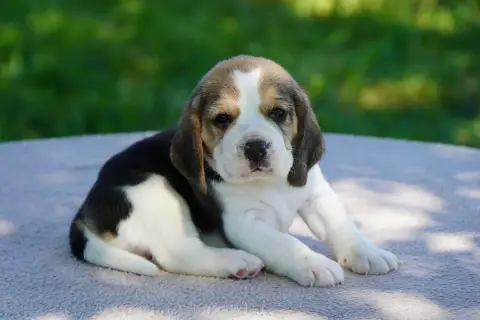 Beagle  Chiot N°1 Forgiveness American Dog