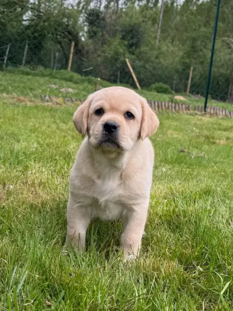 Labrador Retriever  Chiot N°3 Du Moulin De Madjurie e545e