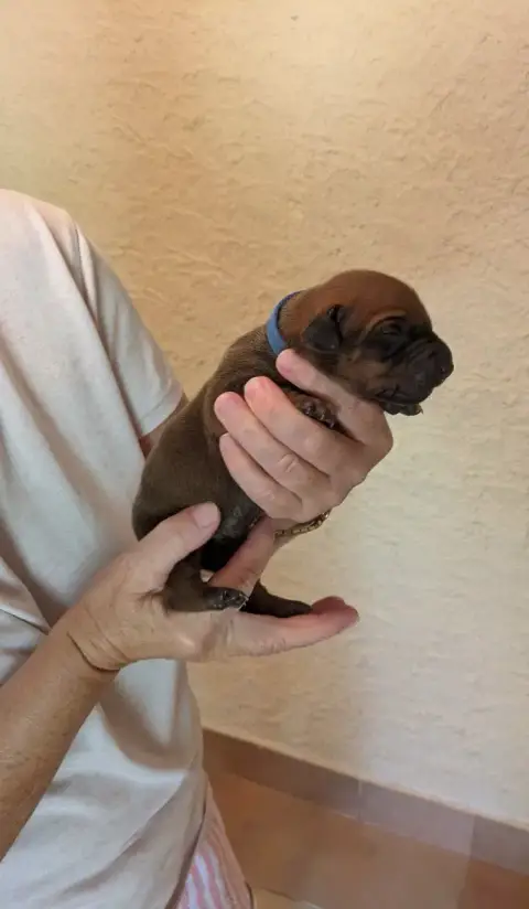 Rhodesian Ridgeback