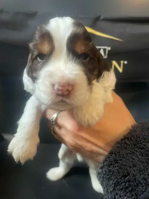 Cocker Spaniel Anglais  Chiot N°2 Des Joyaux Du Petit d3982