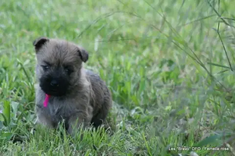 Cairn Terrier photo 3