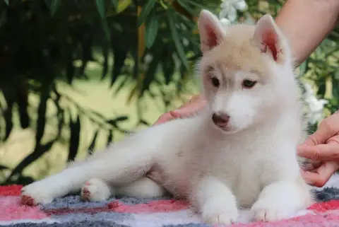 Siberian Husky 
                        Chiot 1 Of No 5fd24