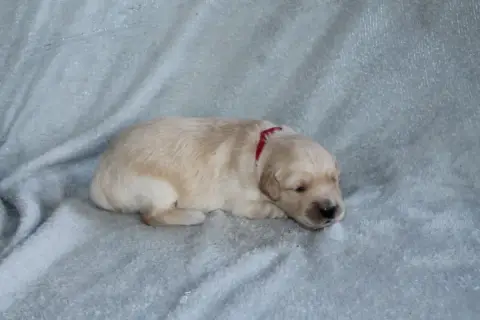 Golden Retriever photo 3
