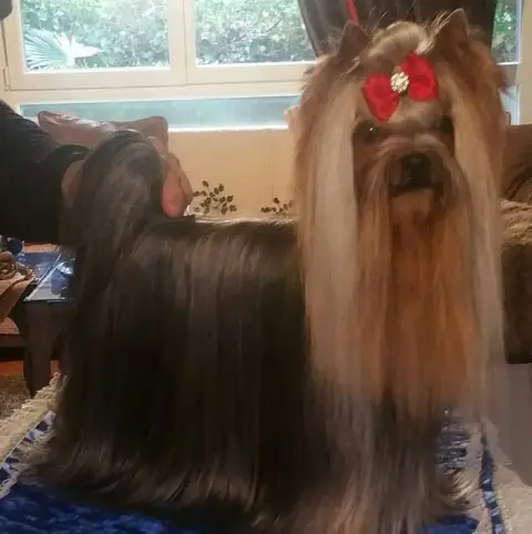 Yorkshire Terrier  Bitsy- photo 2