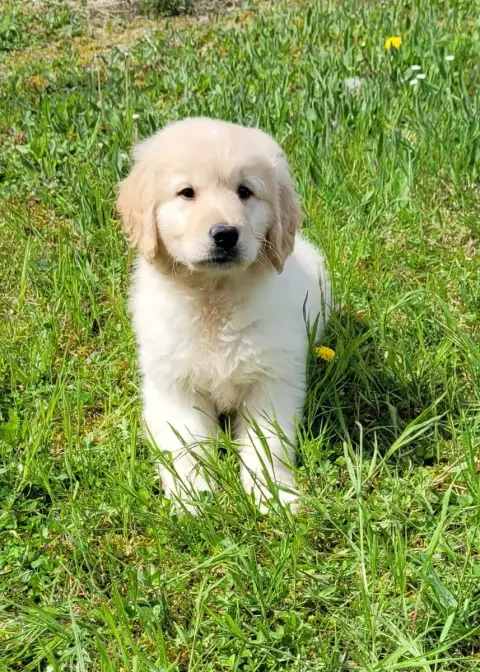 Golden Retriever  Bao Des Marais De Courmont photo 3