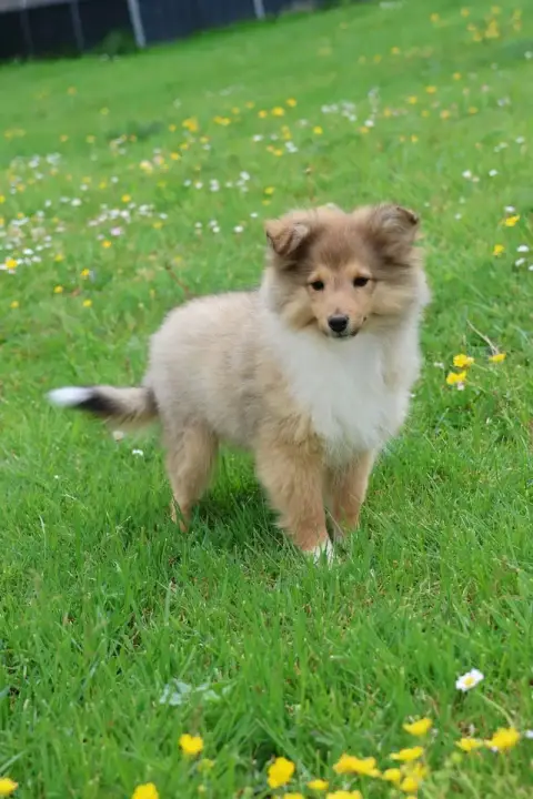 Shetland Sheepdog  Chiot N°1 Du Royaume De La Petite  db84e photo 3