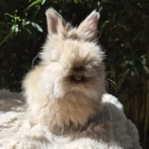 Angora Anglais