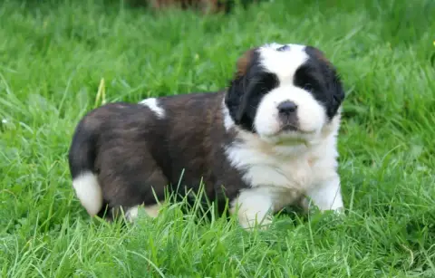 Chien Du Saint-