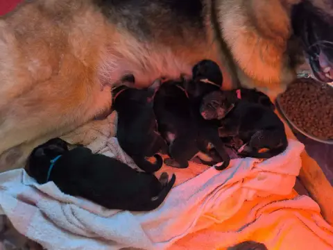 Berger Allemand  Chiot 3 Ruban Rouge Des Seigneurs Du 40b6e