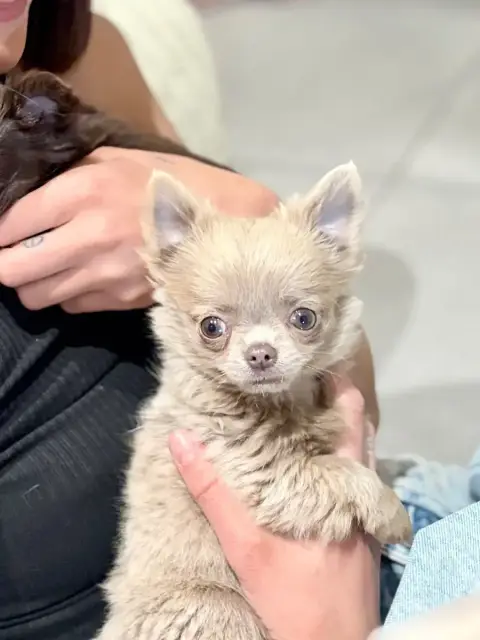 Chihuahua  Biloxi Héritage Des Minis Bombes