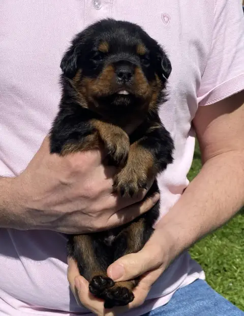 Rottweiler