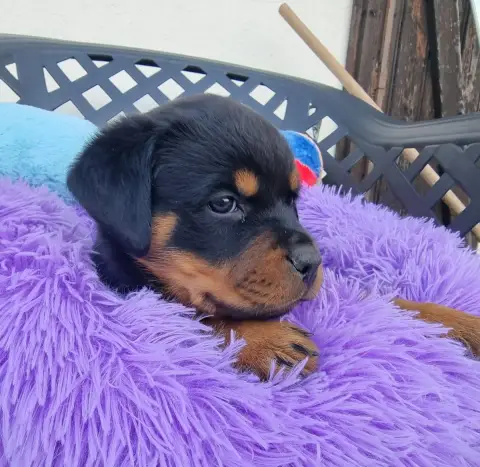 Rottweiler  Beauty De L'Arbre Des Batailles