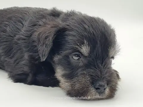 Schnauzer Miniature  Ben- photo 2